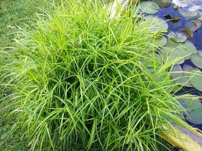 full_osoka-palmolistaya-jpg1