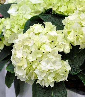 Гортензия крупнолистовая Bianco