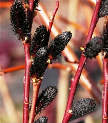 Ива Melanostachys