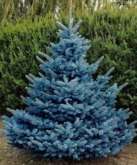 Ялина колюча Super Blue Seedling (SBS)