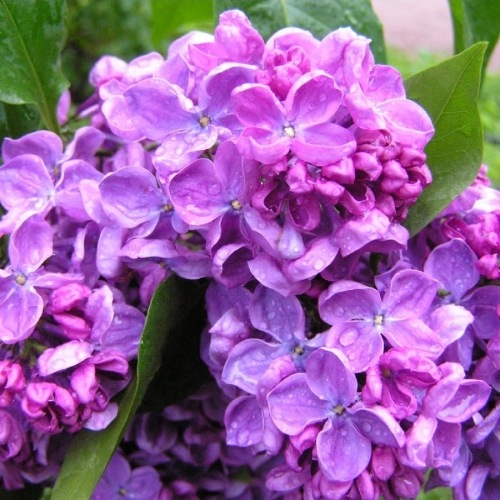 Сирень Космос4