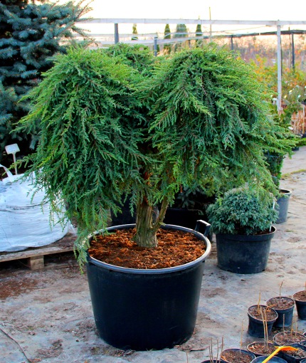 Можжевельник Greenmаnte Бонсай Лизгард