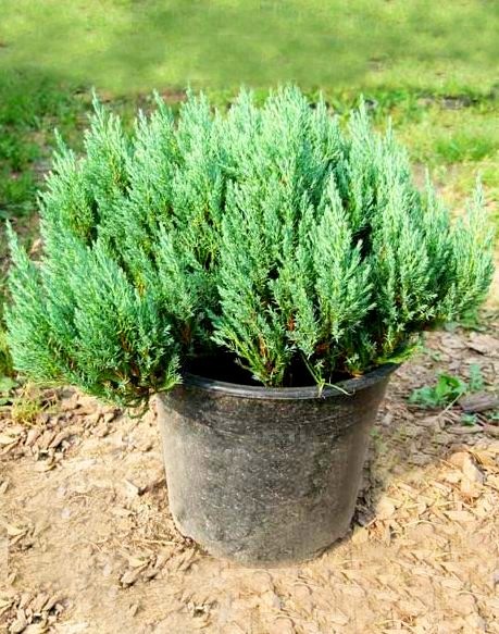 juniperus-horizontalis-blue-forest-p9-3l-1