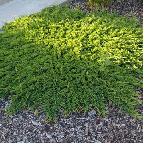 juniperus_prince_of_wales