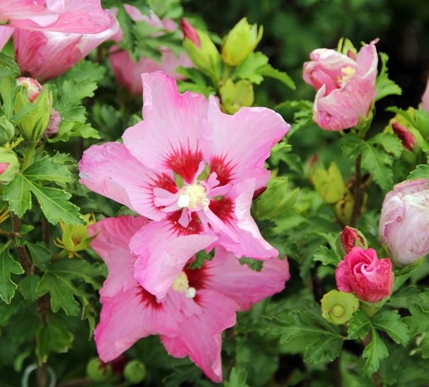 Hibiscus syriacus Minrosa Rosalbane