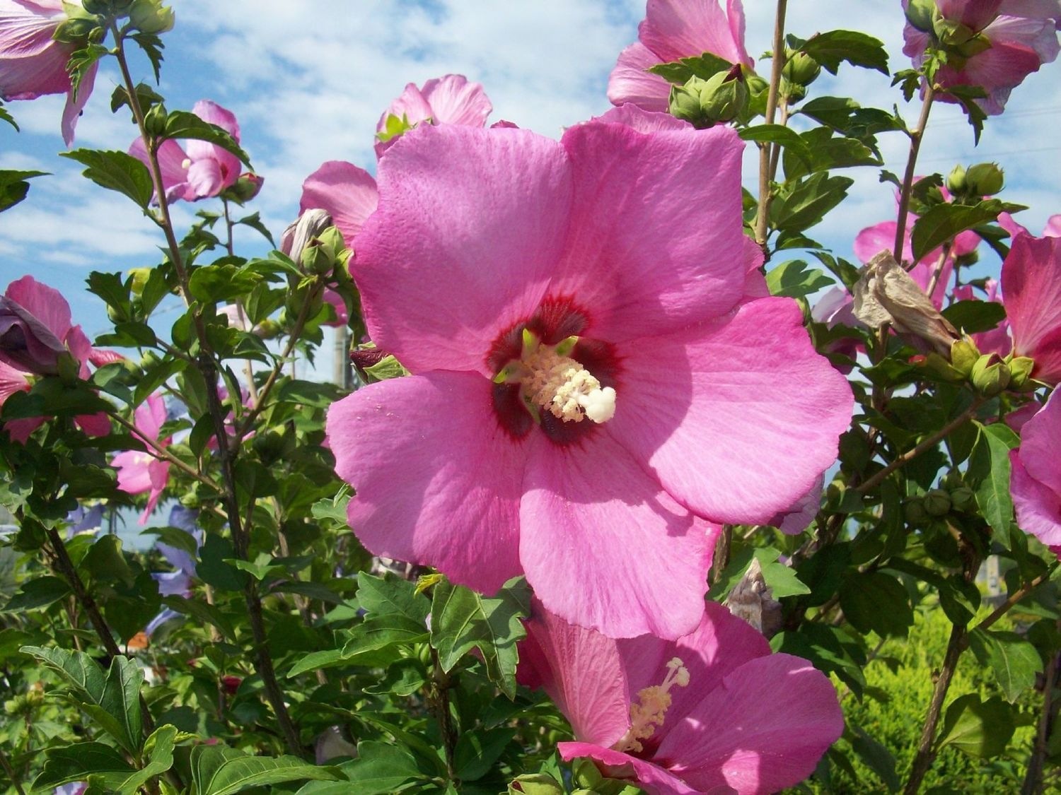 Hibiscus syriacus Minrosa Rosalbane