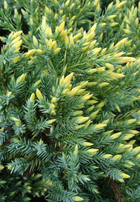 juniper-Gold-Tip