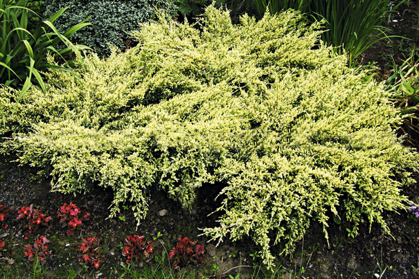 juniper-Gold-Tip1