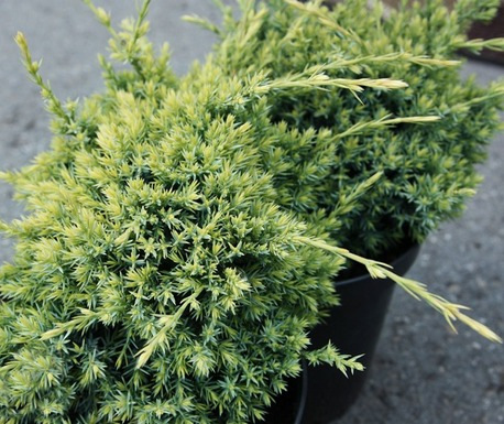 juniper-Gold-Tip22