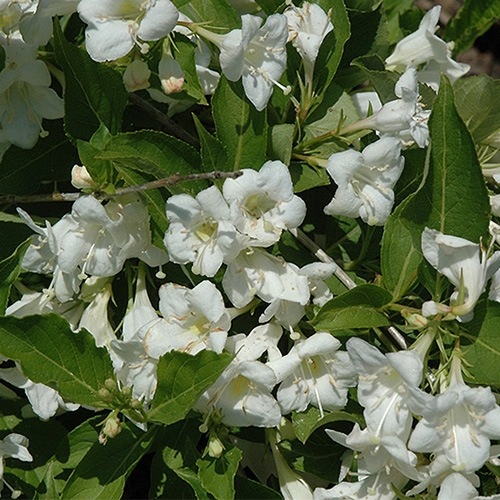 Вейгела Snowflake