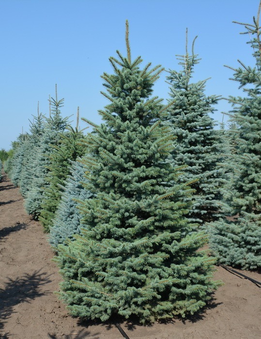 Ялина Блакитна Glauca6