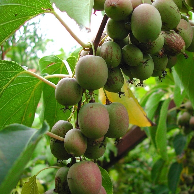 Актинидия Weiki (женская)