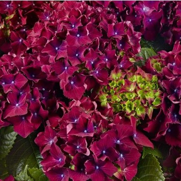 royal-red-purple