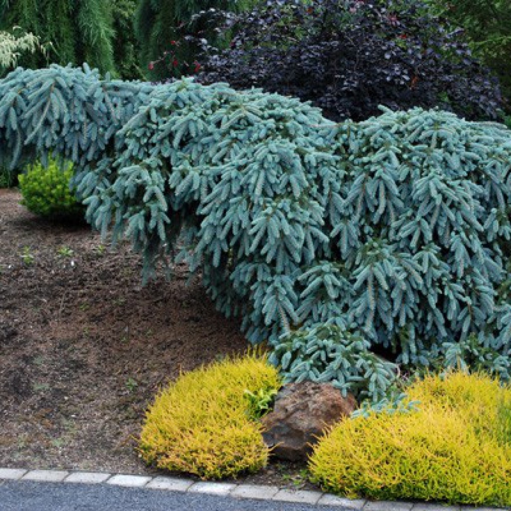 Picea pungens The Blues