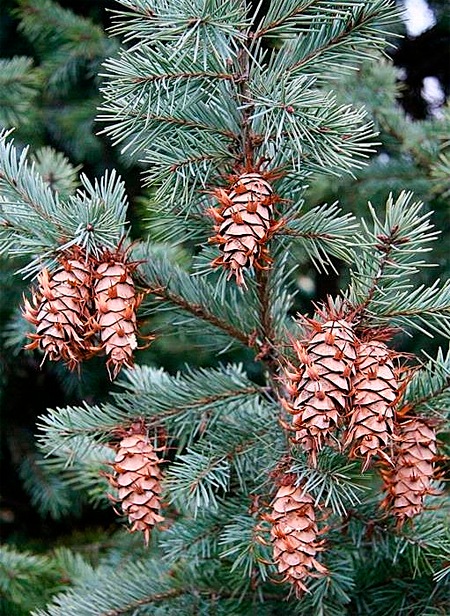 pseudotsuga_menziesii_blue_seeds_sale