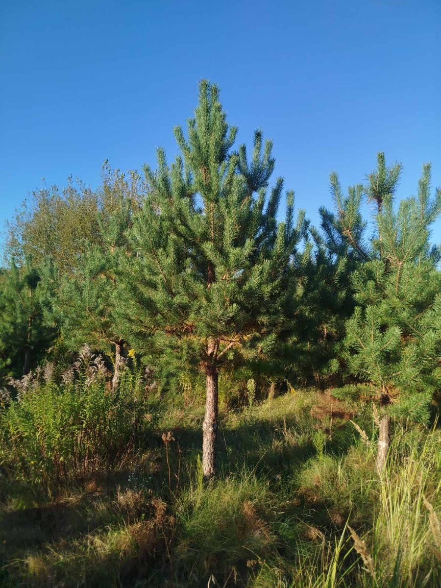 Сосна кримська на штамбі802