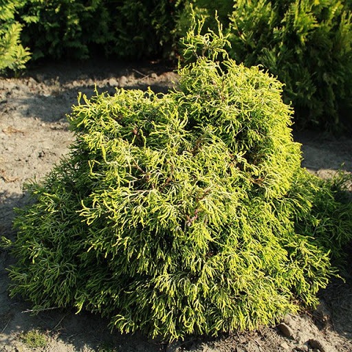 Кипарисовик тупой Tsatsumi Golg