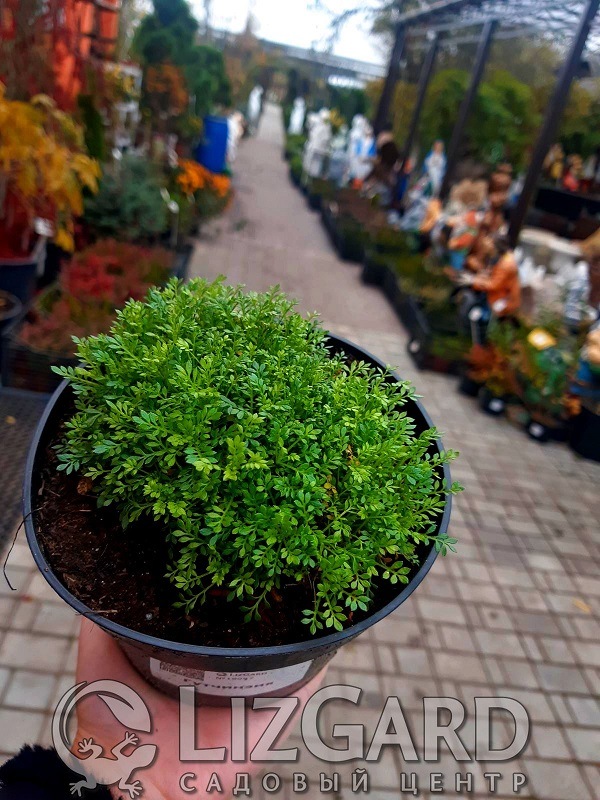 гутчинзия купить