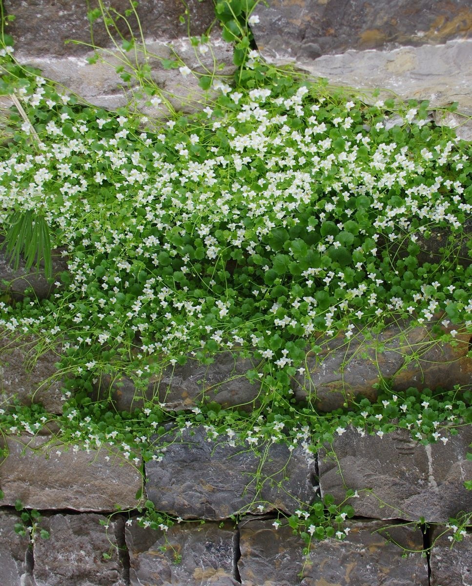 Cymbalaria pallida 'Albiflora'