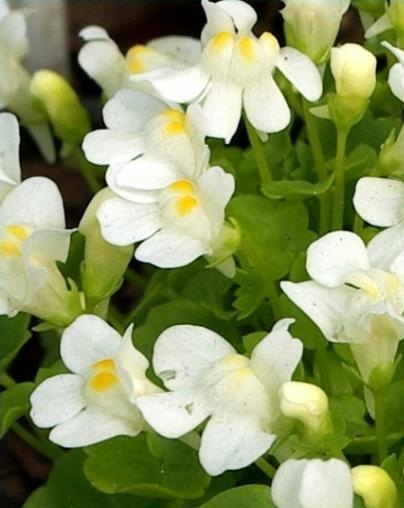 Cymbalaria pallida