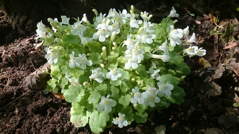 Льнянка (цимбалярия) Albiflora