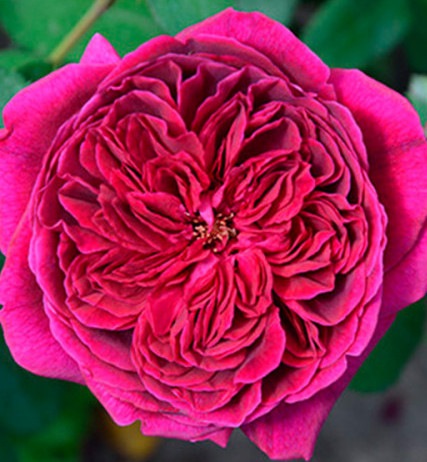 Роза английская Дарсей Бусел (Darcey Bussell)__
