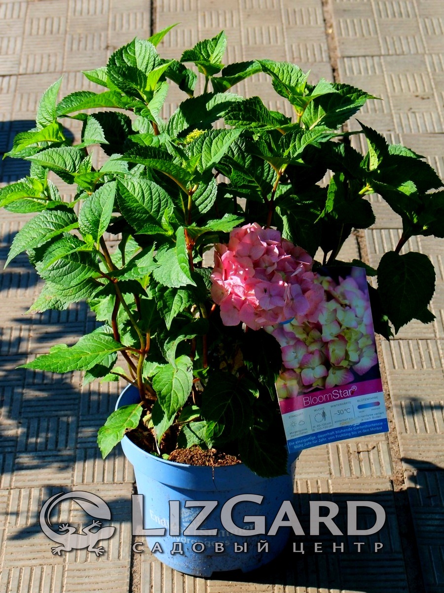 gortenziya-krupnolistnaya-endless-sammer-blum-star-pink-rouz-remontantnaya-hydrangea-macrophylla-endless-summer-bloom-star-pink-rosa-4