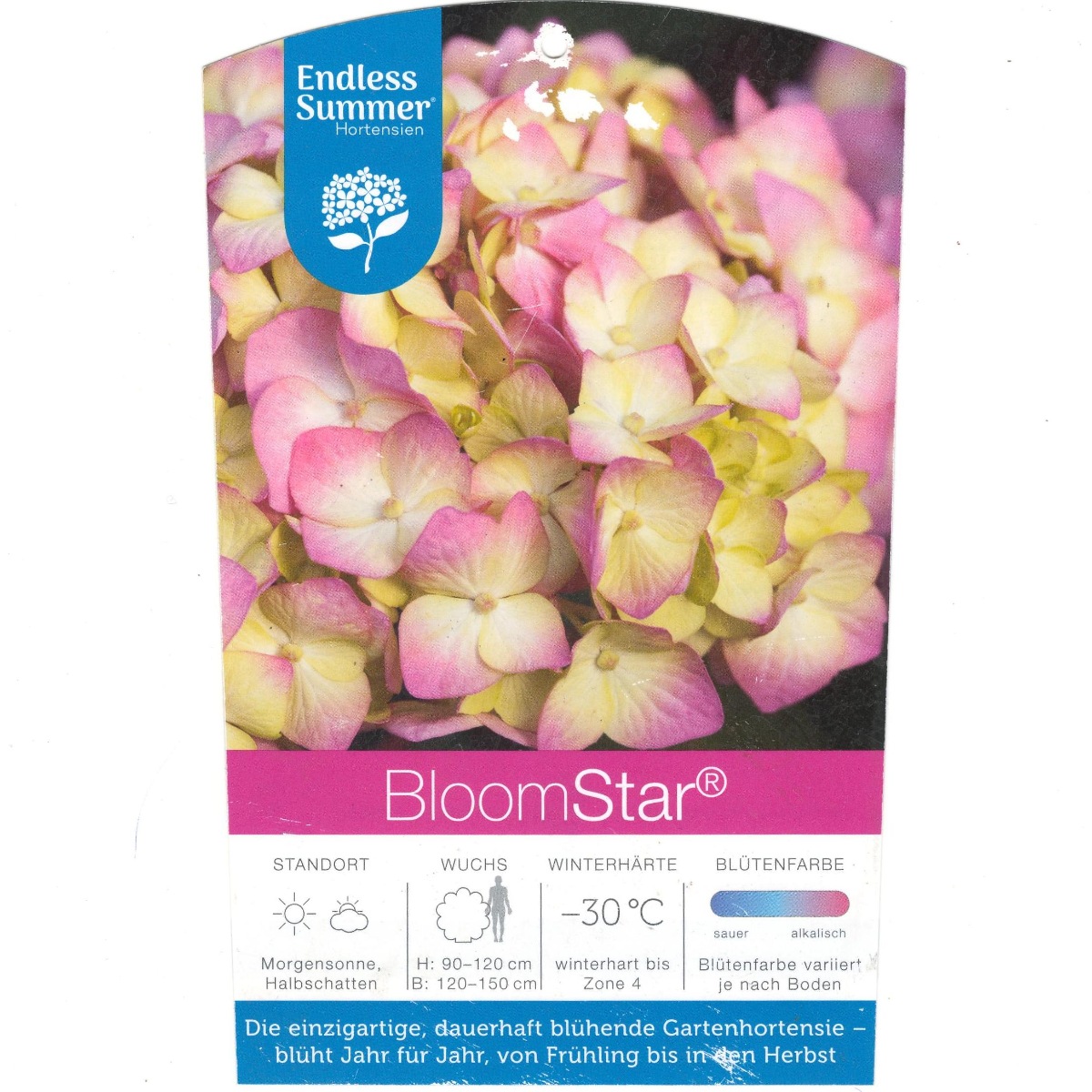 Hydrangea macrophylla Endless Summer Bloom Star Pink-Rosa