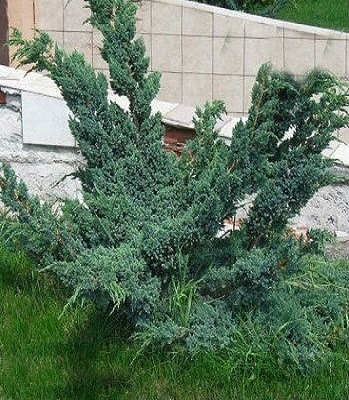 мейери1