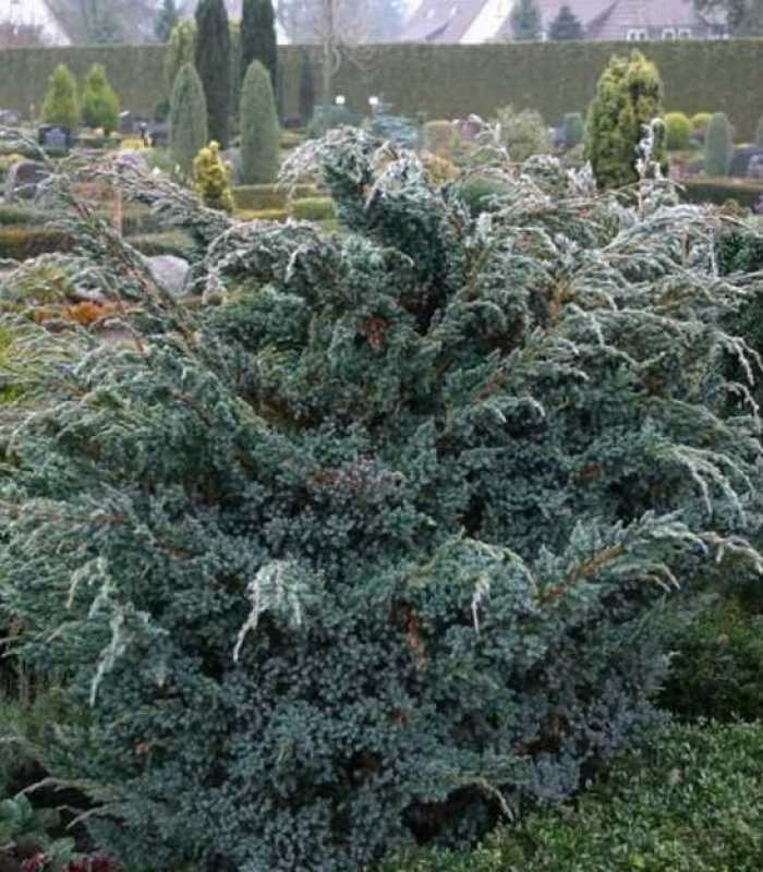 Можжевельник чешуйчатый Мейери (Maeri)