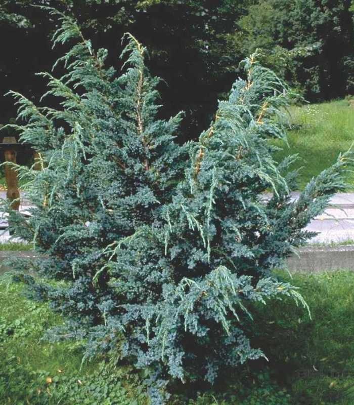juniperus-squamata-meyeri-yalivec-luskatij