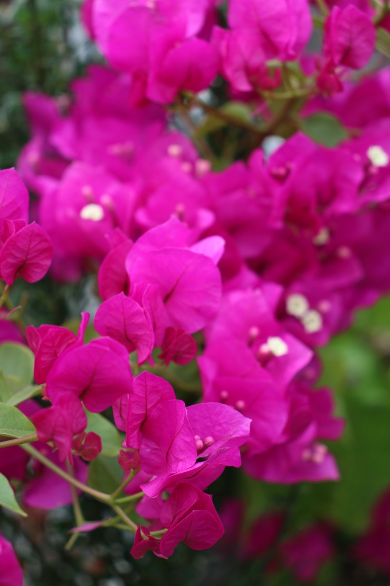 Бугенвиллия (Bougainvillea)
