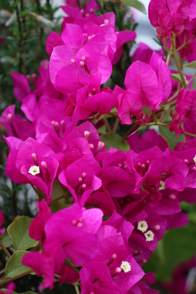 Бугенвиллия (Bougainvillea)