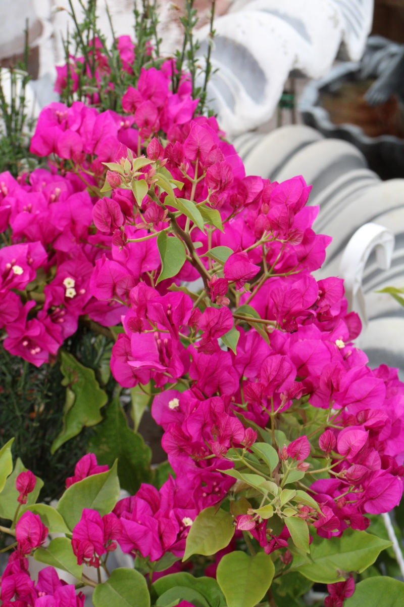 Бугенвиллия (Bougainvillea)