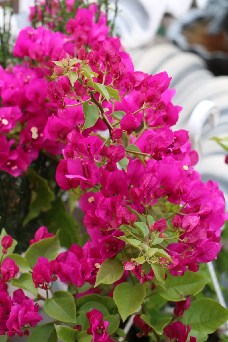 Бугенвиллия (Bougainvillea)