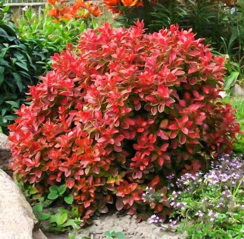 Барбарис Тунберга Корал (Coral)
