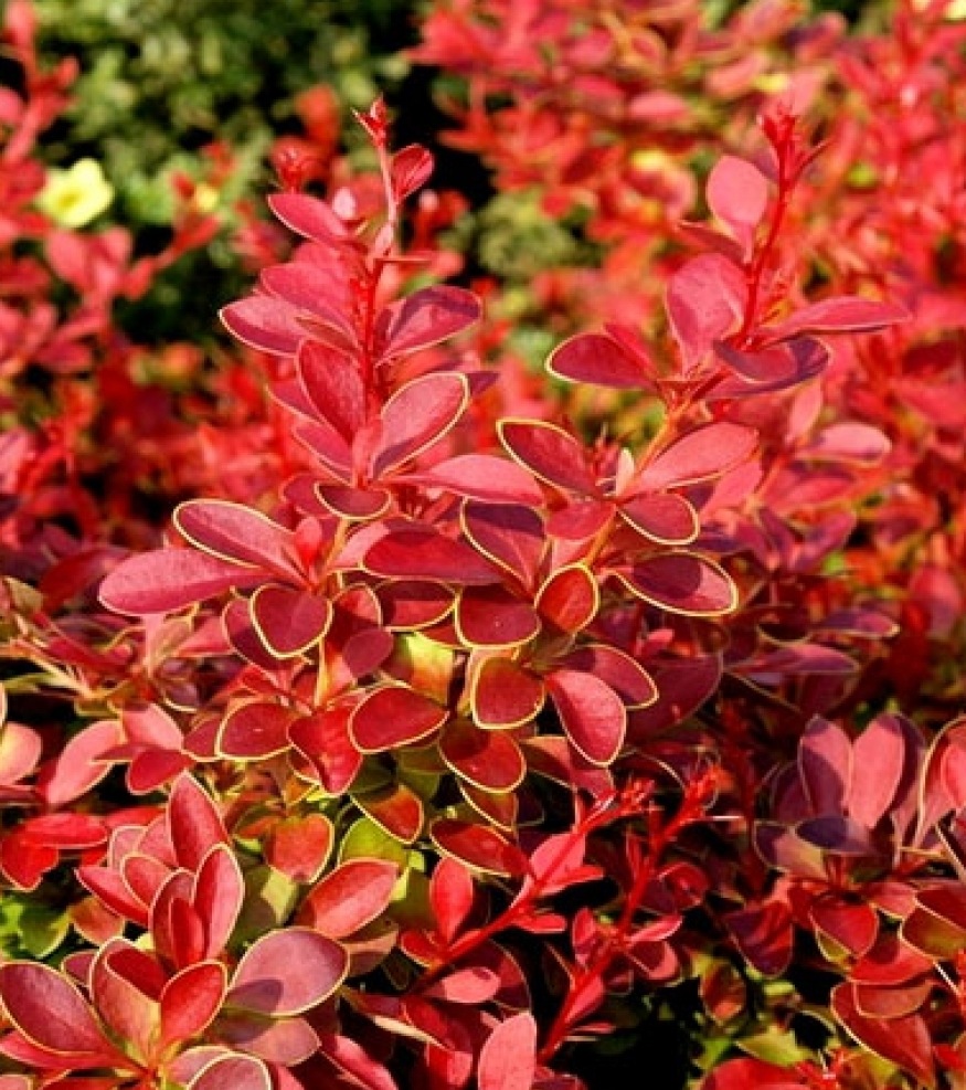 Барбарис Тунберга Корал (Coral)__