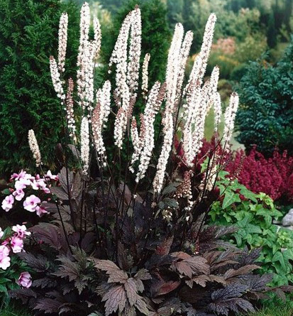 Клопогон Atropurpurea__