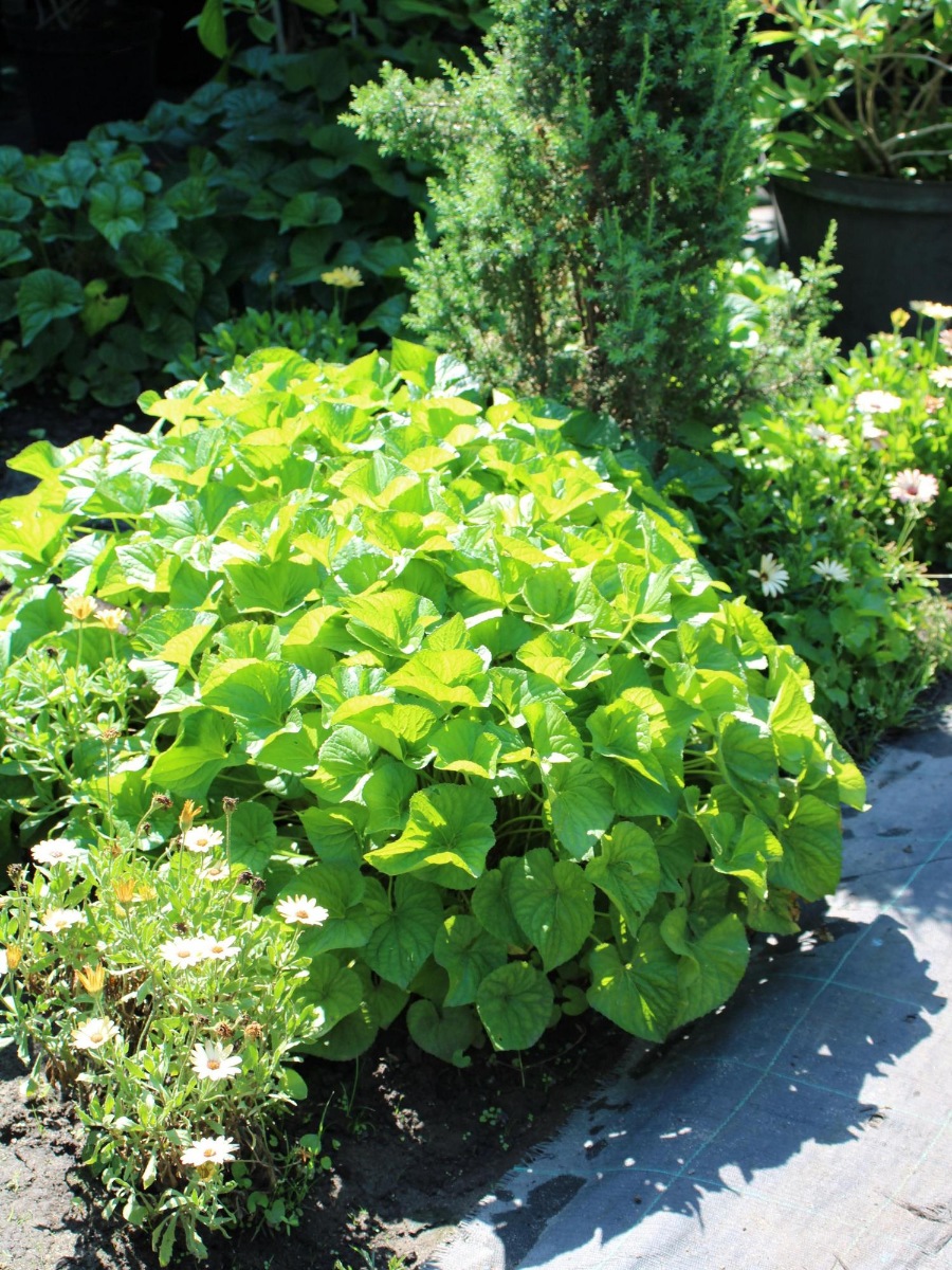 Брунера крупнолистная (Brunnera macrophylla)