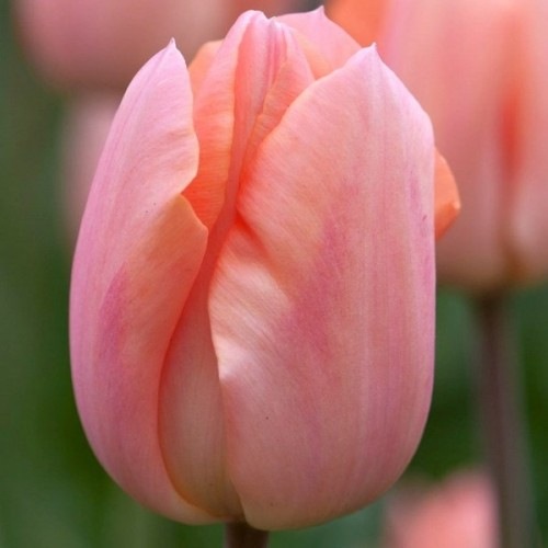 Тюльпан Триумф Apricot Beauty