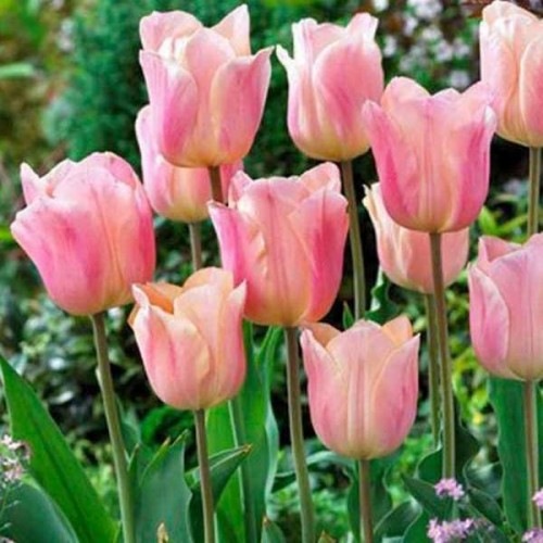 Тюльпан Триумф Apricot Beauty_