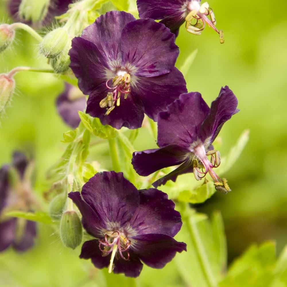 Geranium sanguineum