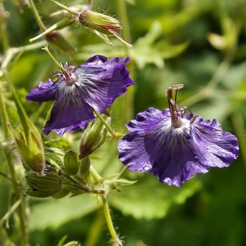 Geranium sanguineum_