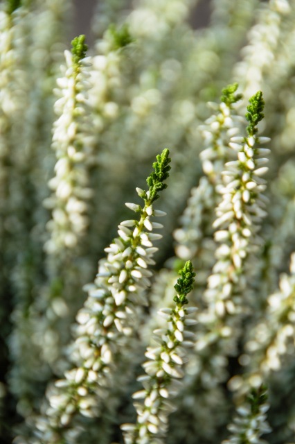 Calluna vulgaris Valentina