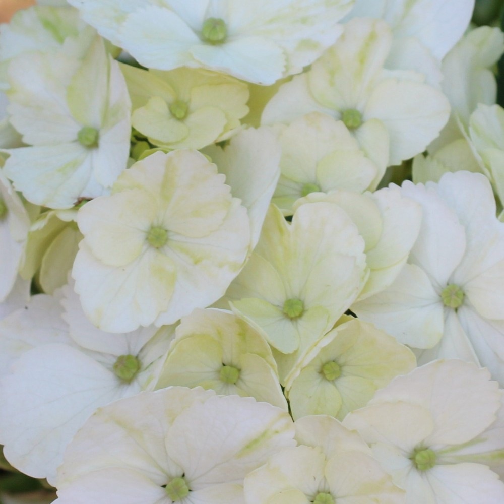Гортензия крупнолистная Вондер (Hydrangea macrophylla Wonder) Гортензія великолисткова Вондер 2