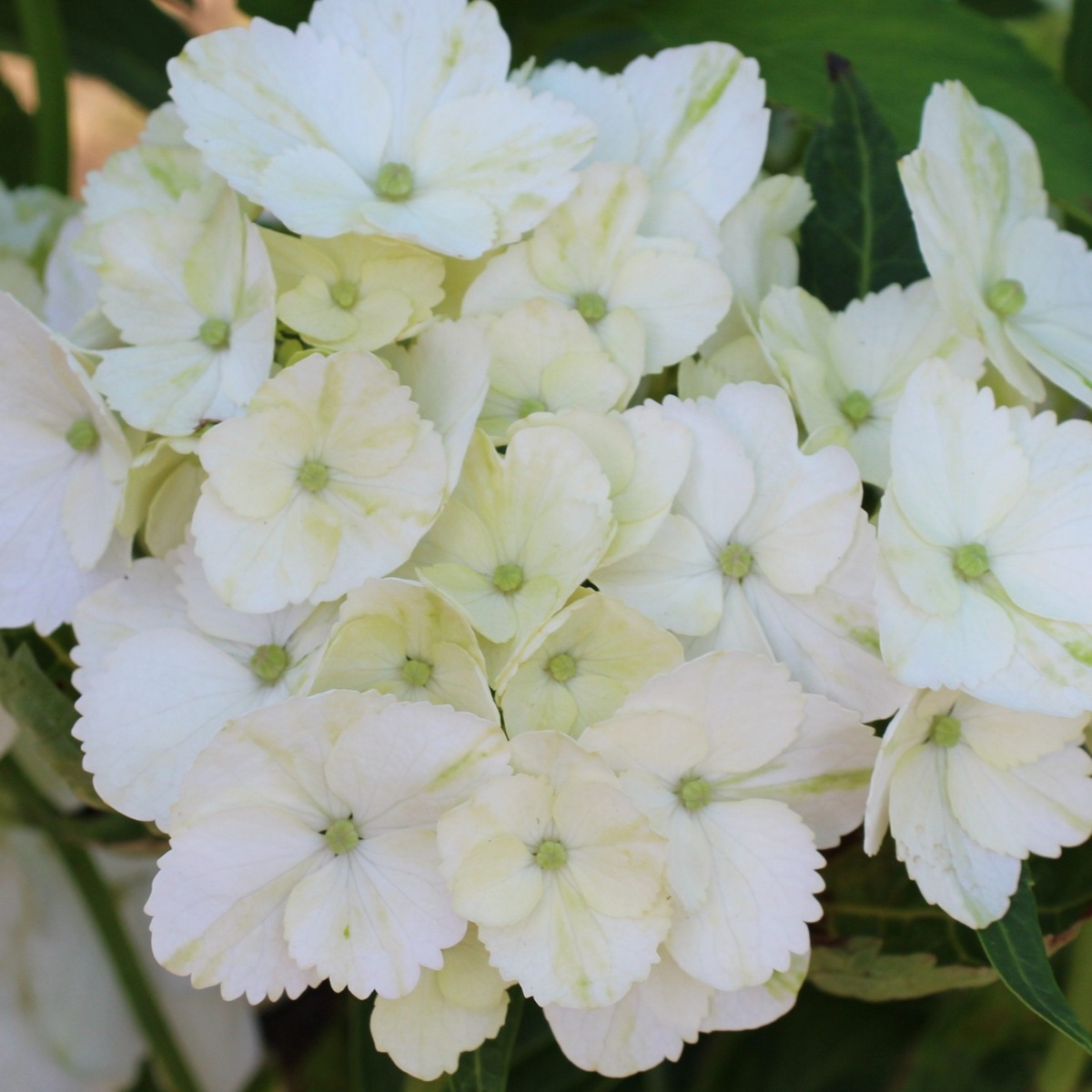 Гортензия крупнолистная Вондер (Hydrangea macrophylla Wonder) Гортензія великолисткова Вондер 3