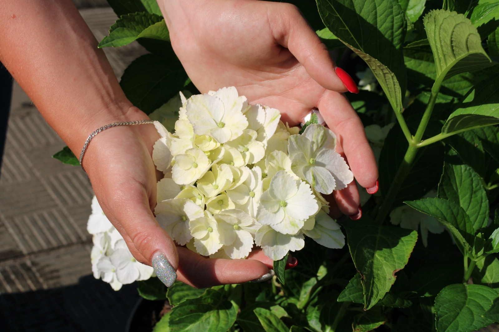 Гортензия крупнолистная Вондер (Hydrangea macrophylla Wonder) Гортензія великолисткова Вондер 4