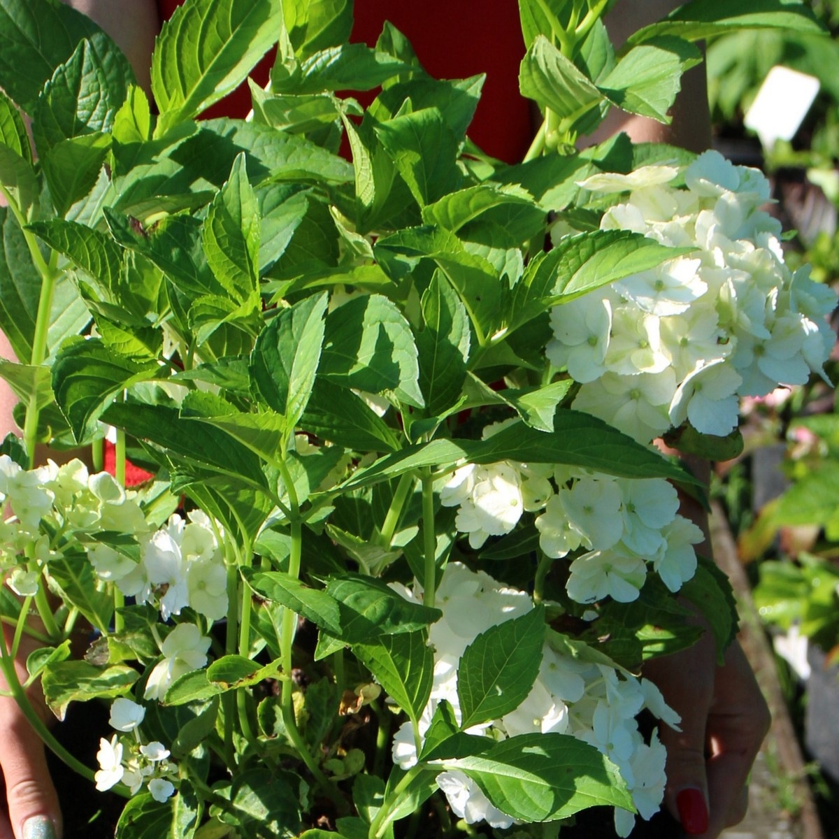 Гортензия крупнолистная Вондер (Hydrangea macrophylla Wonder) Гортензія великолисткова Вондер 7