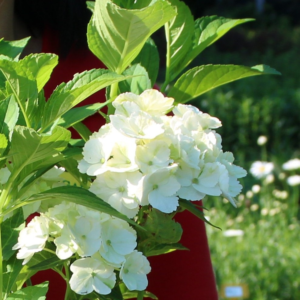 Гортензия крупнолистная Вондер (Hydrangea macrophylla Wonder) Гортензія великолисткова Вондер 9