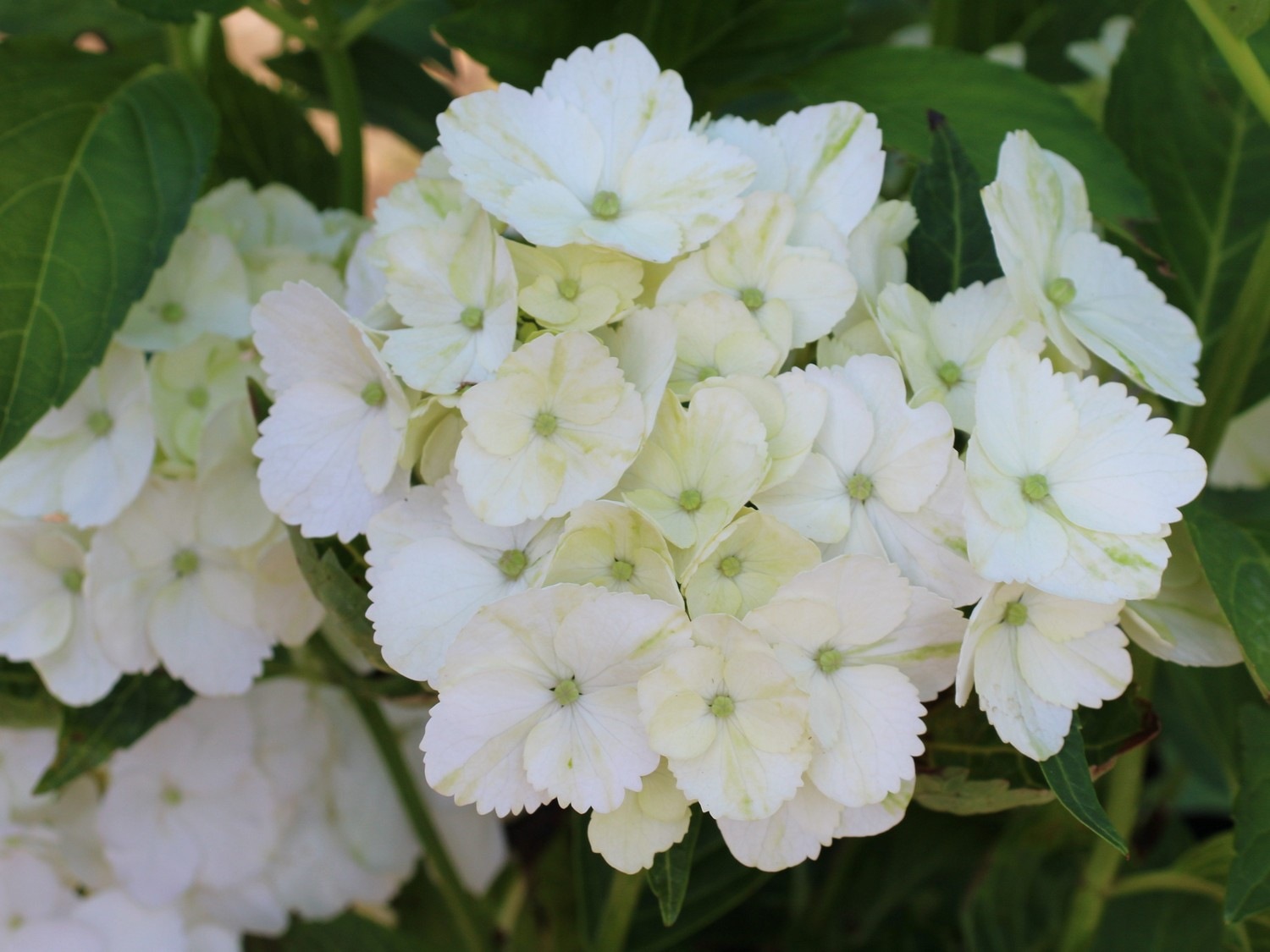 Гортензия крупнолистная Вондер (Hydrangea macrophylla Wonder) Гортензія великолисткова Вондер